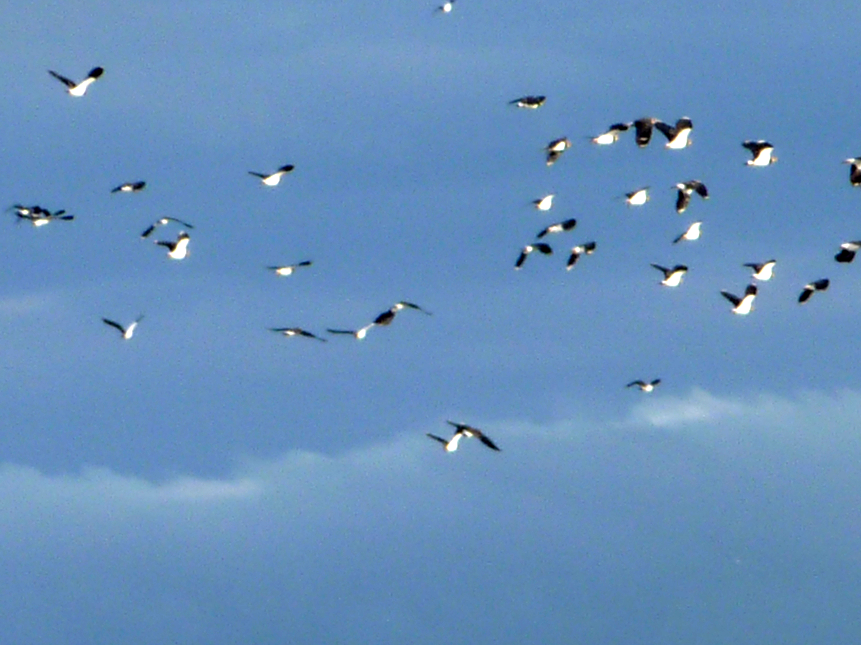 20101030 Creuse Etang des Landes m563f6066